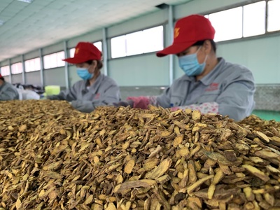 中药植于山,脱贫引路明--中药种植&ldquo;领头羊&rdquo;李明山领衔脱贫致富