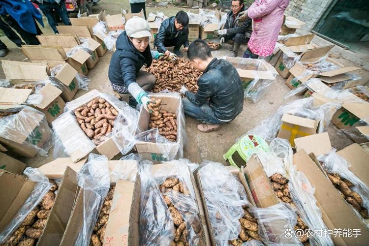 2024年12月24日产地中药材收购价格行情