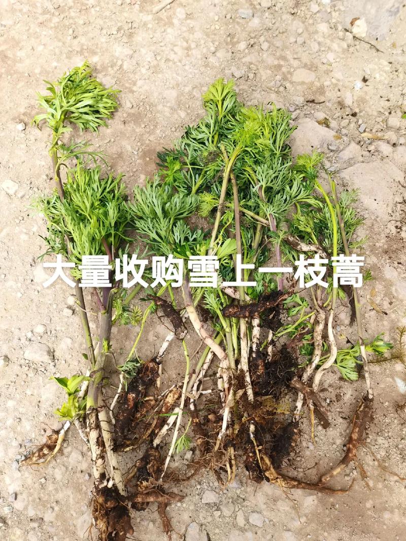 千草药行在抖音记录美好生活20230730