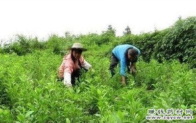 2015年中药材白术种植效益可观